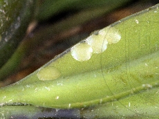 Glyphodes perspectalis яйцекладка